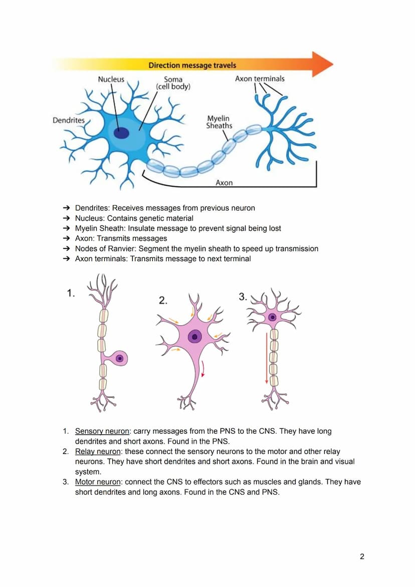 Structure and function of neurons
→ The nervous system is a specialised network of cells in the body and is our primary
internal communicati