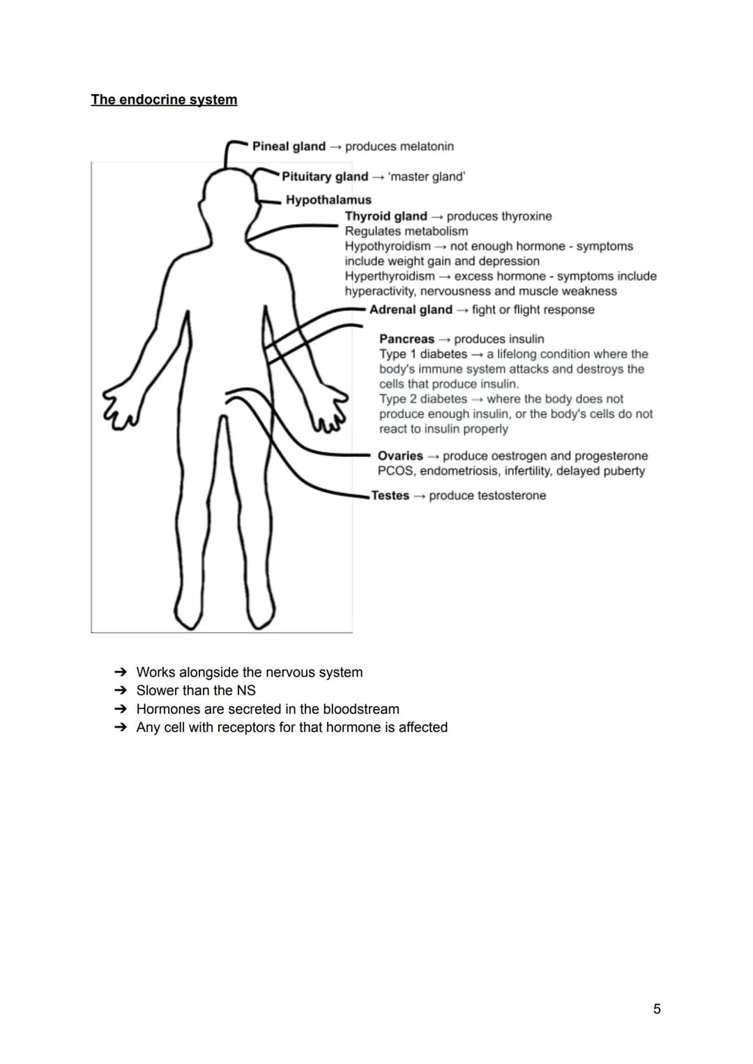 Structure and function of neurons
→ The nervous system is a specialised network of cells in the body and is our primary
internal communicati