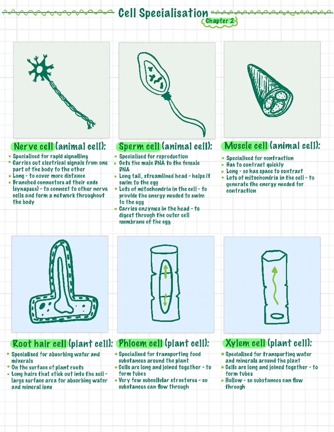 Cell Specialisation 