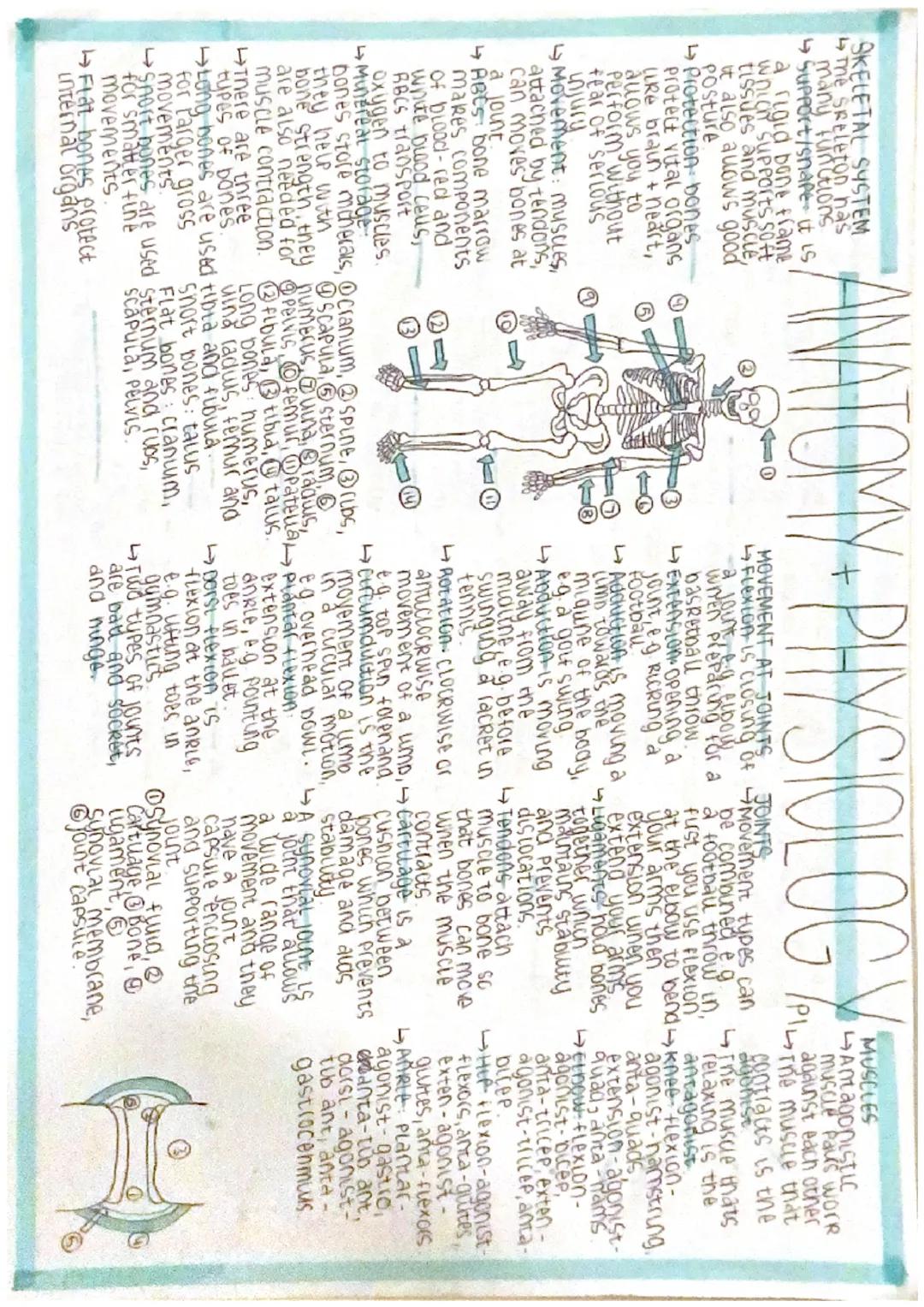 SKELETAL SYSTEM
The Skeleton has
many functions
Support/snape it is
a rigid bone frame
which supports soft
tissues and muscle,
it also allow