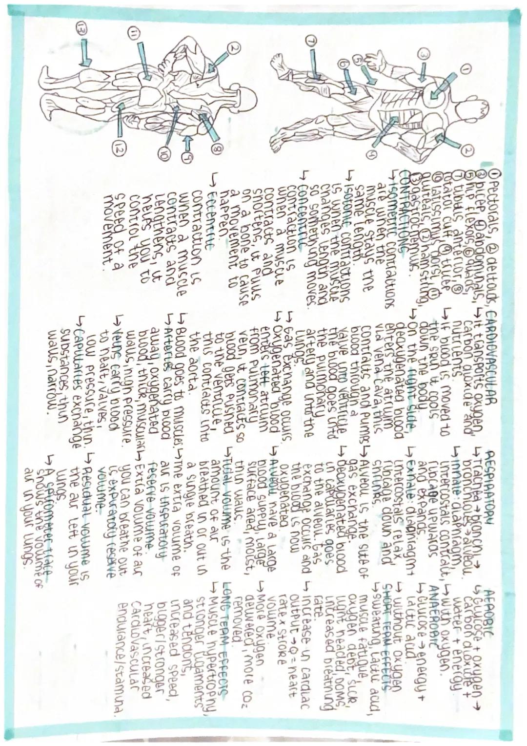 SKELETAL SYSTEM
The Skeleton has
many functions
Support/snape it is
a rigid bone frame
which supports soft
tissues and muscle,
it also allow