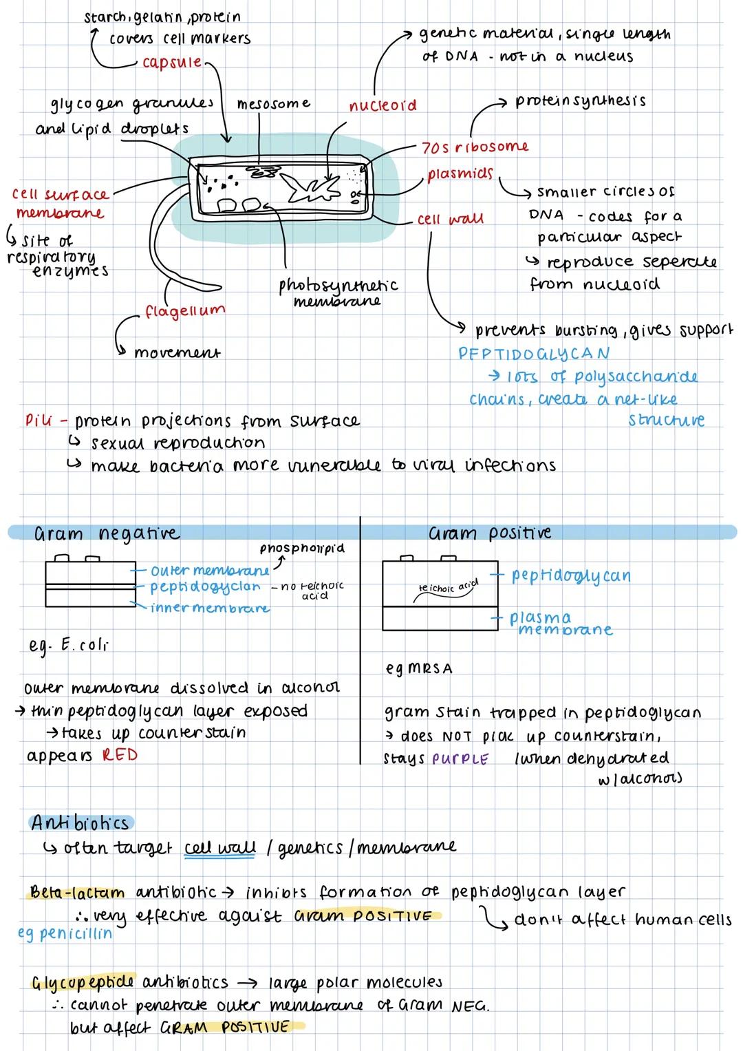 Bacteria biology