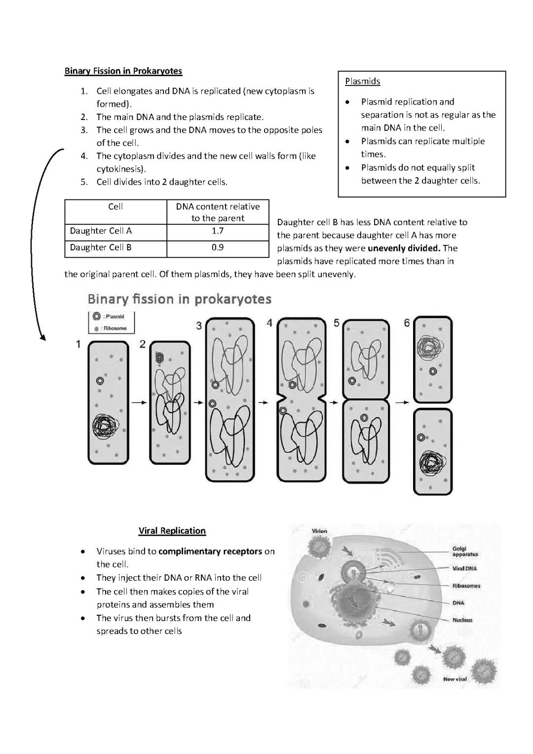 Binary Fission & Viral Replication