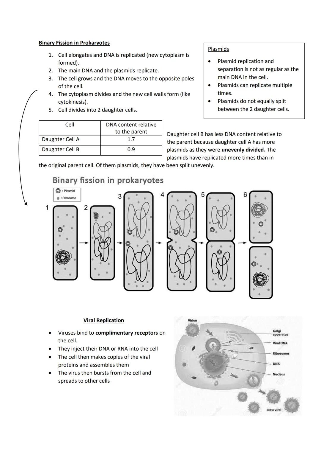 Binary Fission in Prokaryotes
1. Cell elongates and DNA is replicated (new cytoplasm is
formed).
The main DNA and the plasmids replicate.
Th