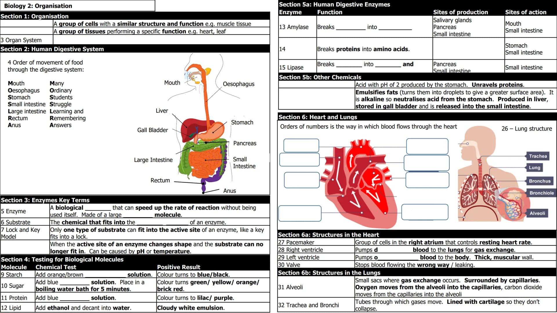 Biology 2: Organisation
Section 1: Organisation
3 Organ System
Section 2: Human Digestive System
A group of cells with a similar structure a
