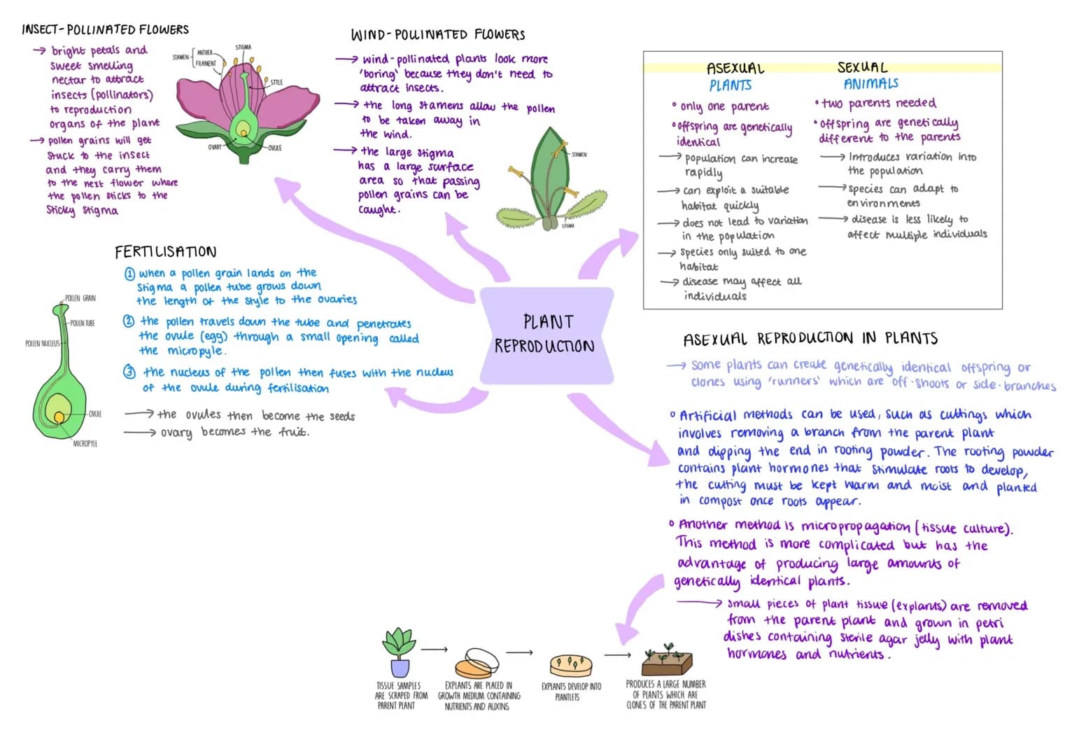 INSECT-POLLINATED FLOWERS
→ bright petals and
sweet smelling
nectar to attract
insects (pollinators)
to reproduction
organs of the plant
→ p