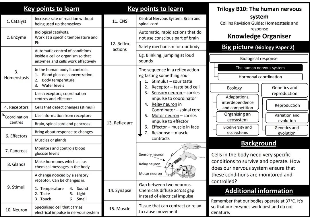B10-The-human-nervous-system