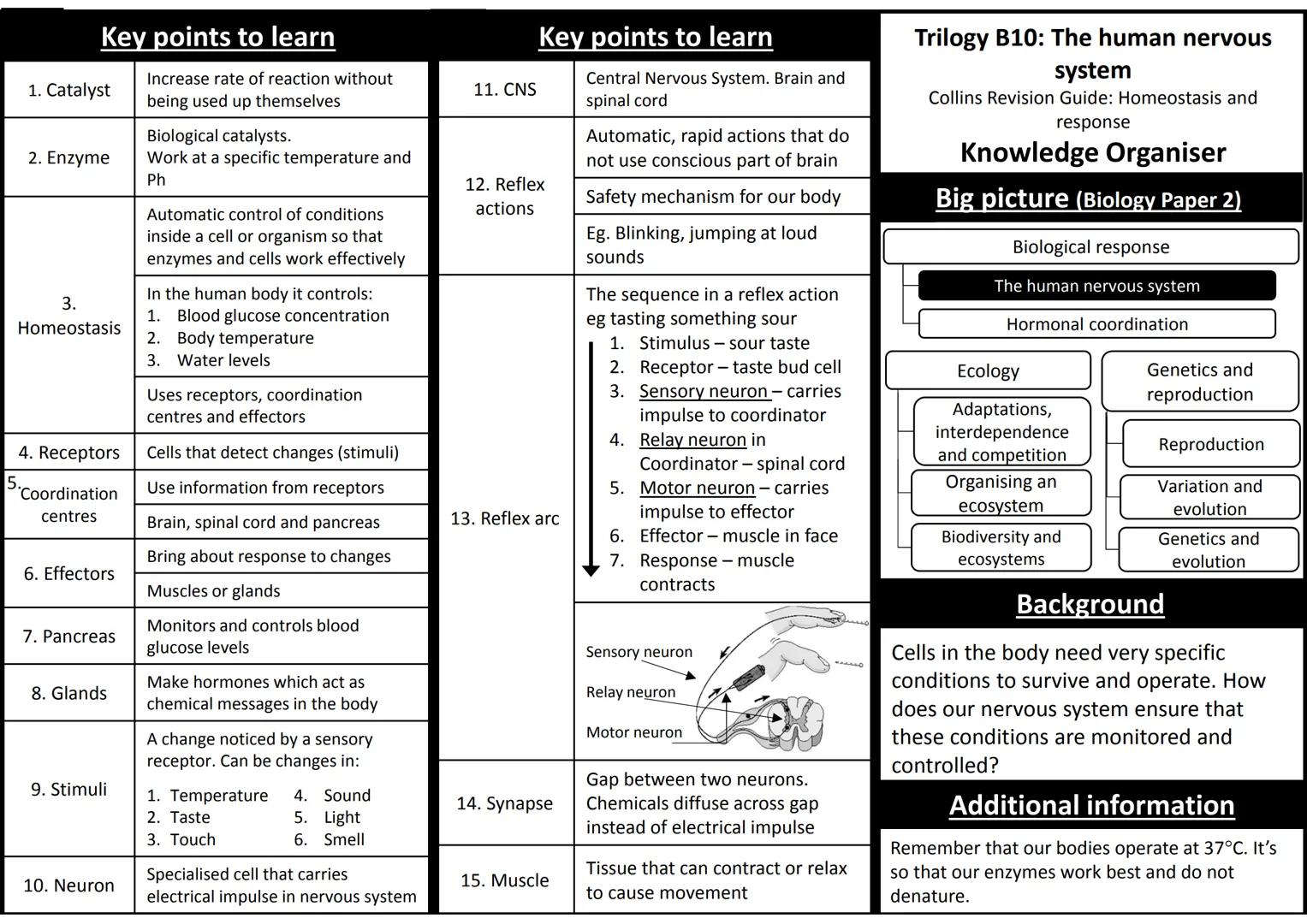 Key points to learn
1. Catalyst
5.
2. Enzyme
3.
Homeostasis
4. Receptors
Coordination
centres
6. Effectors
7. Pancreas
8. Glands
9. Stimuli
