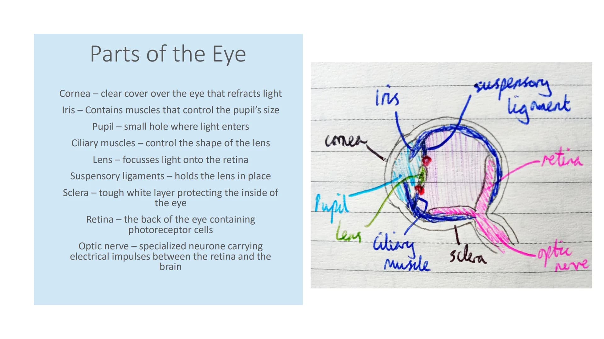 The Eye Parts of the Eye
Cornea - clear cover over the eye that refracts light
Iris - Contains muscles that control the pupil's size
Pupil -