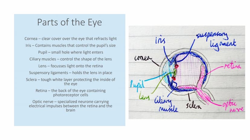 The Eye Parts of the Eye
Cornea - clear cover over the eye that refracts light
Iris - Contains muscles that control the pupil's size
Pupil -