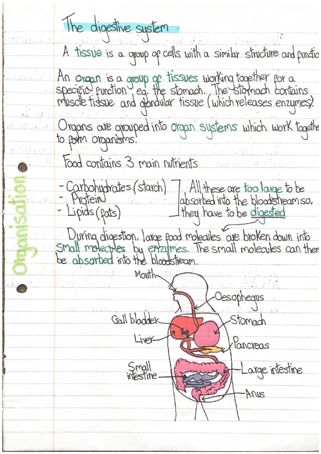 Organisation
# The digestive system

A tissue is a group of cells with a similar structure and functio

An organ is a group of tissues worki