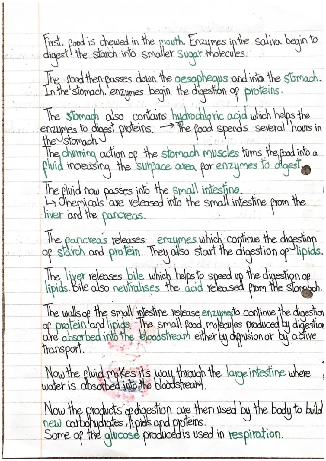 Organisation
# The digestive system

A tissue is a group of cells with a similar structure and functio

An organ is a group of tissues worki