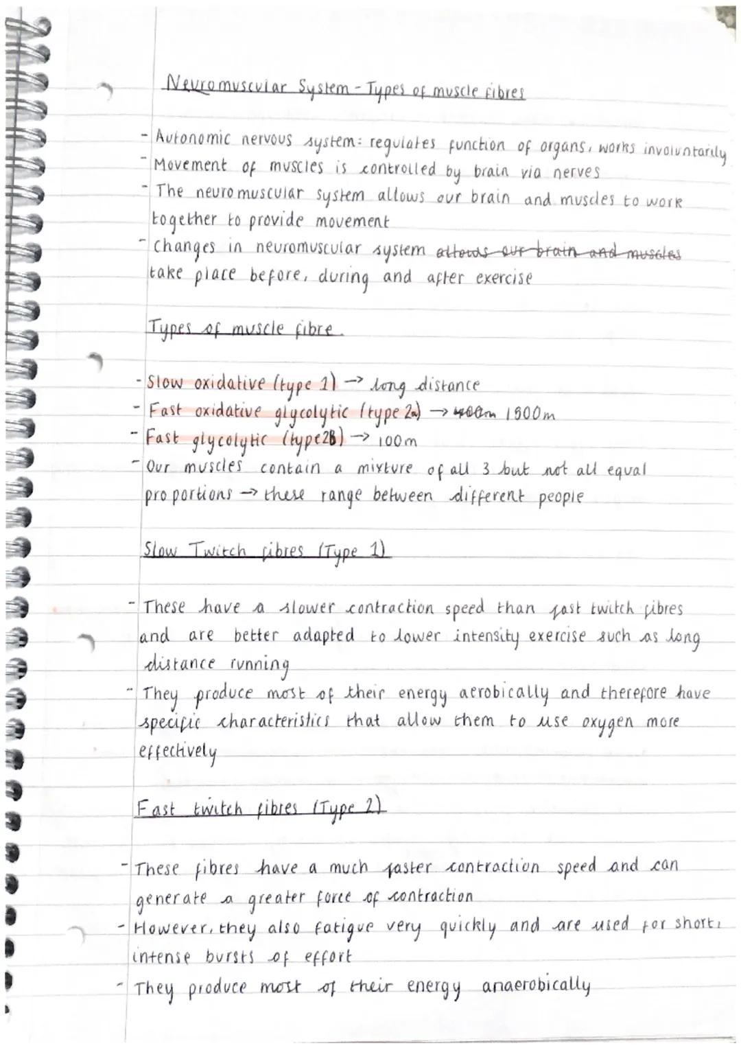 Neuromuscular System - Types of muscle fibres
Autonomic nervous system: regulates function of organs, works involuntarily.
Movement of muscl
