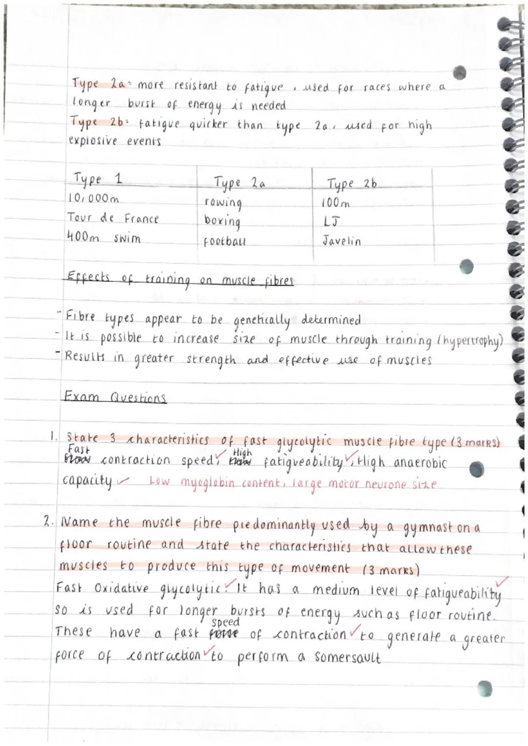 Neuromuscular System - Types of muscle fibres
Autonomic nervous system: regulates function of organs, works involuntarily.
Movement of muscl