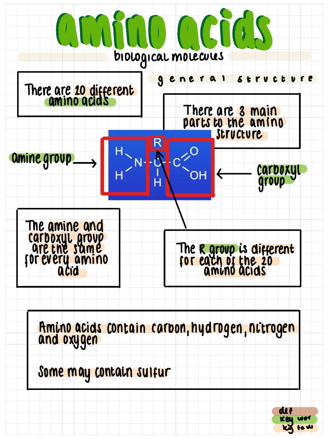 Amino Acids