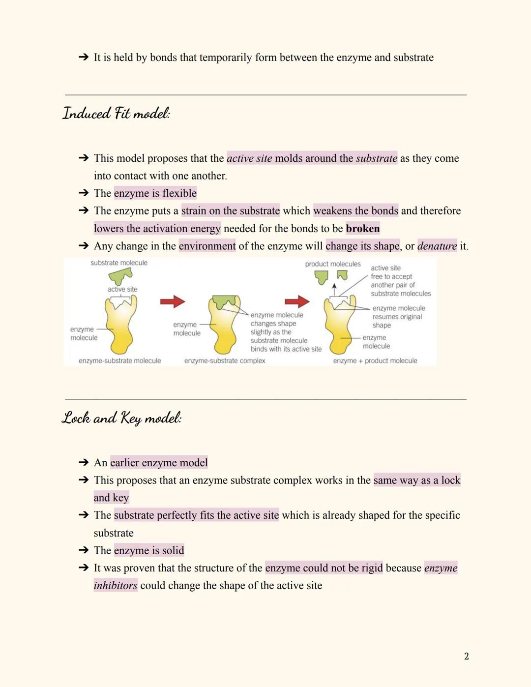 # 1.7 Enzyme Action
[AQA Biology A level]

Notes

What are enzymes?

→ Enzymes are proteins that act as catalysts [they speed up metabolic r