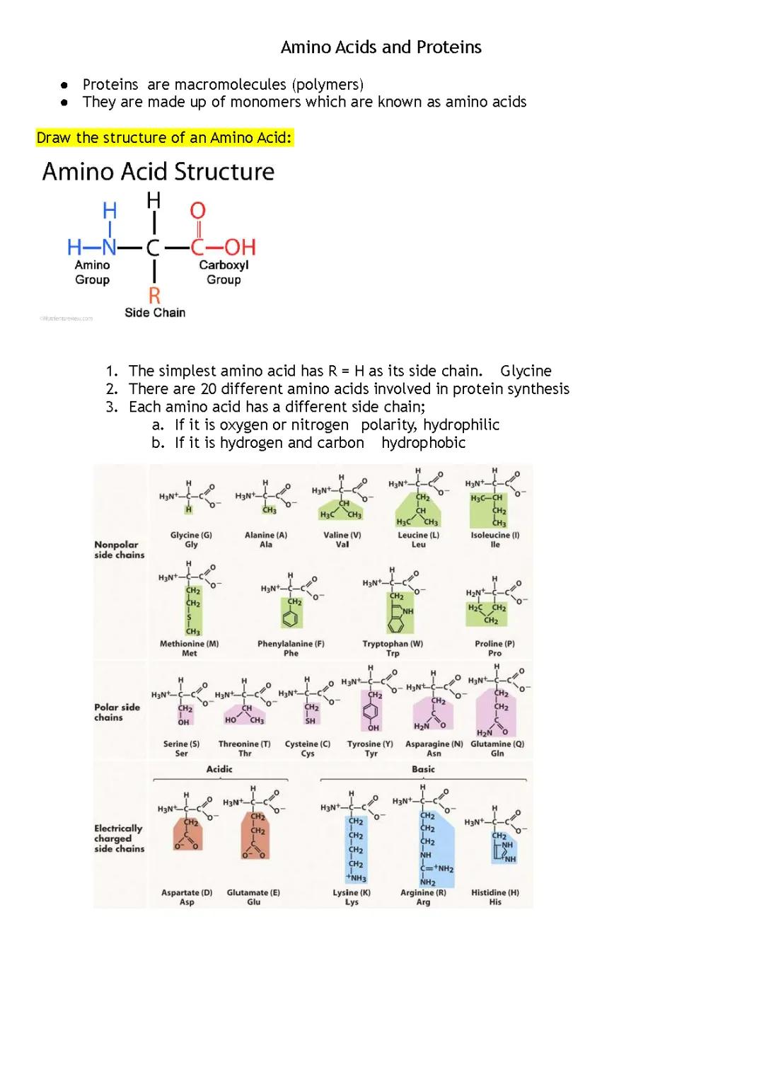 Cool Diagrams: Amino Acids, Peptide Bonds, and Protein Building