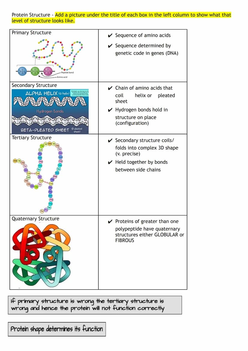 Proteins are macromolecules (polymers)
• They are made up of monomers which are known as amino acids
Draw the structure of an Amino Acid:
Am