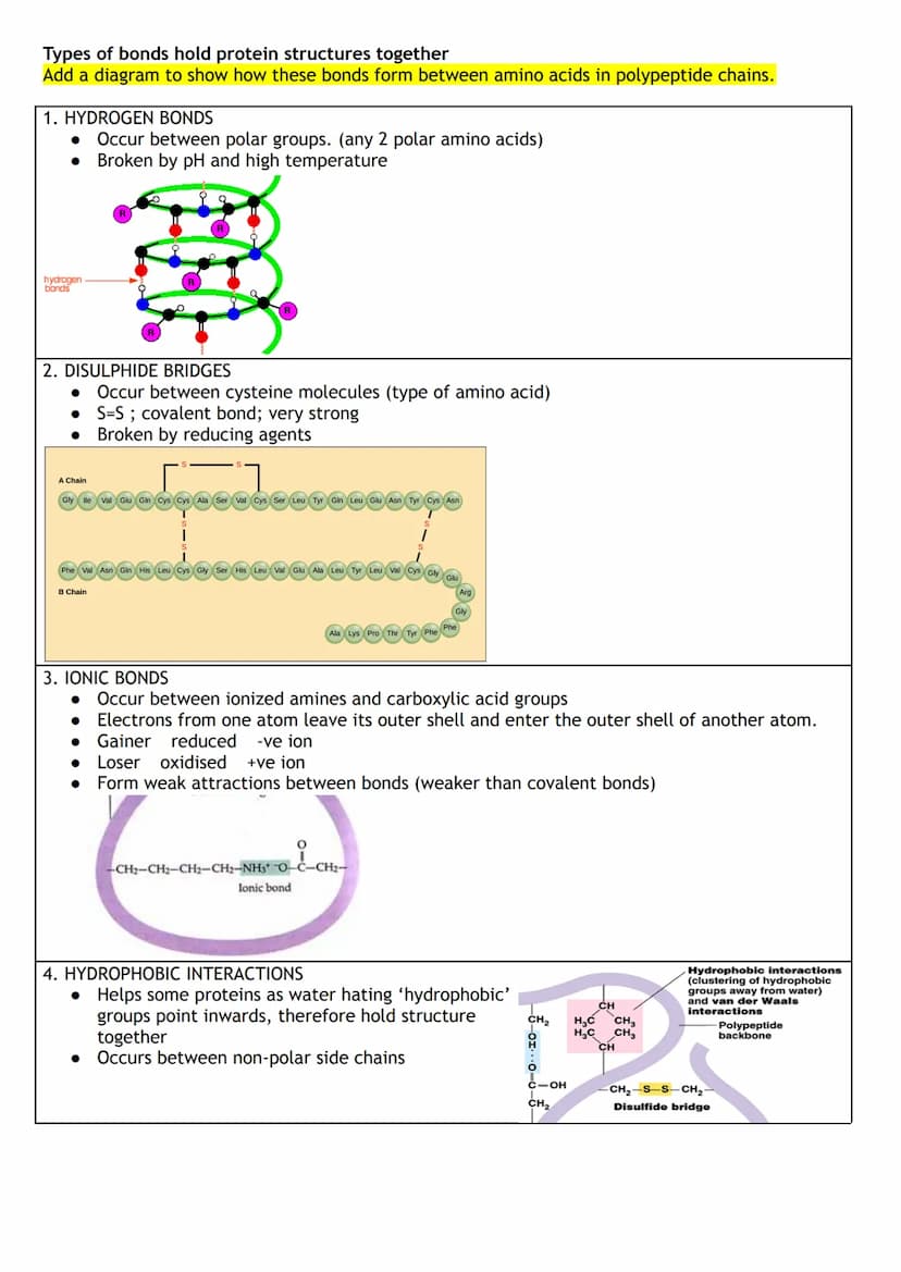 Proteins are macromolecules (polymers)
• They are made up of monomers which are known as amino acids
Draw the structure of an Amino Acid:
Am
