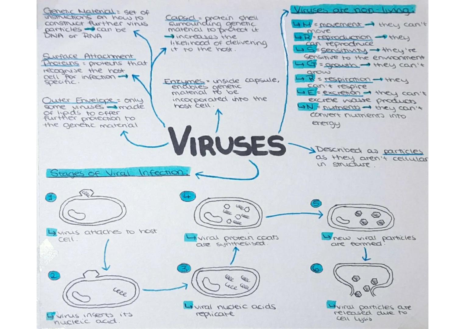 Genetic Maternal = set of
instructions on how to
constrict further virus
particles can be
DNA or RINA

Surface Attachment
Proteins = protein