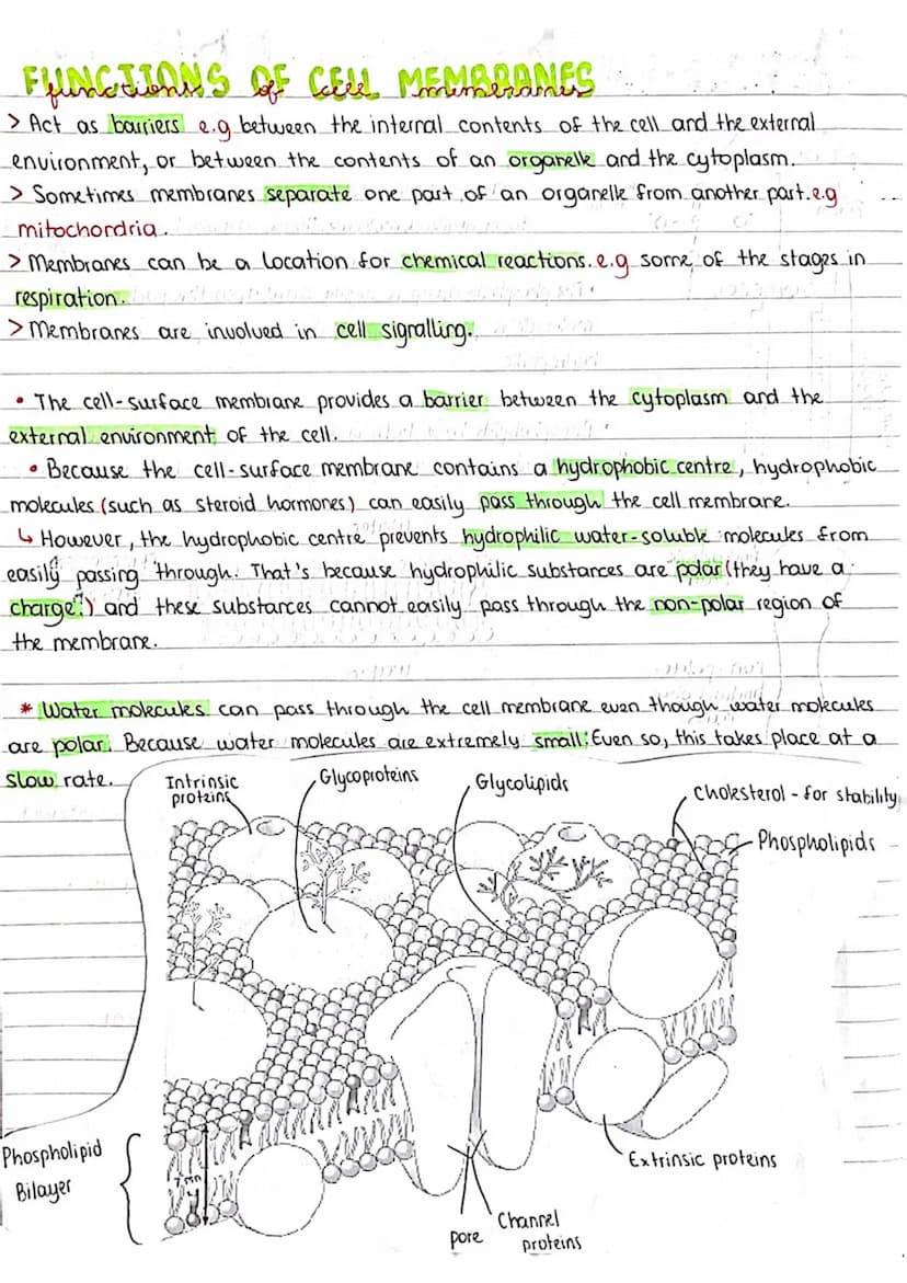 .
THE FLUID-MOSAIC MODEL OF MEMBRANE STRUCTURE
PHOSPHOLIPIDS
hydrophilic
region
유
-O-P-O
hydrophobic
region
A
ITT:
GLYCEROL
ALID
Aut
D
C
pol