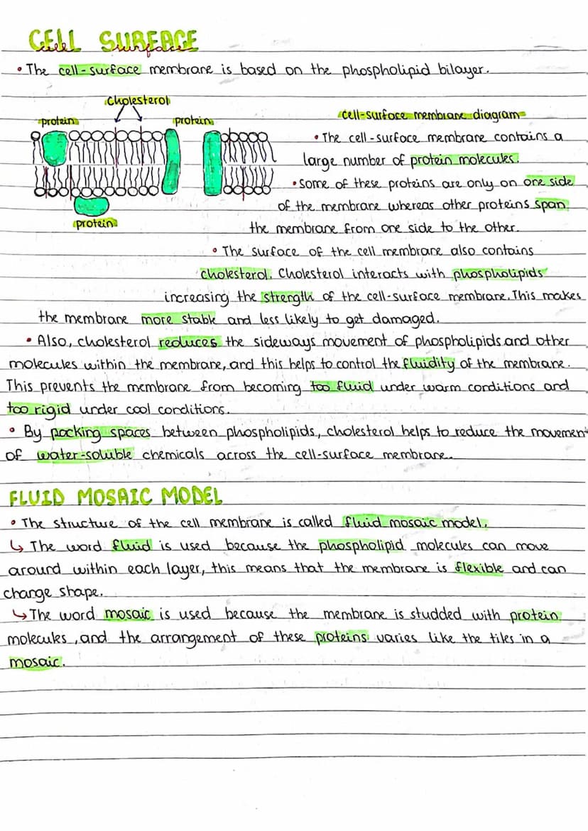 .
THE FLUID-MOSAIC MODEL OF MEMBRANE STRUCTURE
PHOSPHOLIPIDS
hydrophilic
region
유
-O-P-O
hydrophobic
region
A
ITT:
GLYCEROL
ALID
Aut
D
C
pol