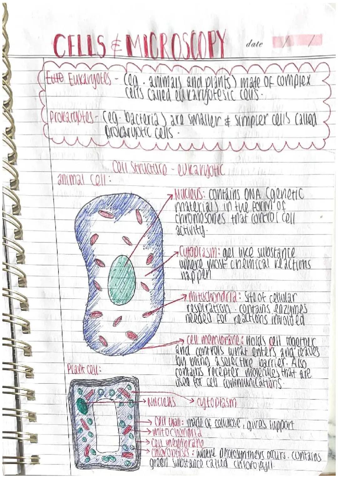 cells and microscopy
