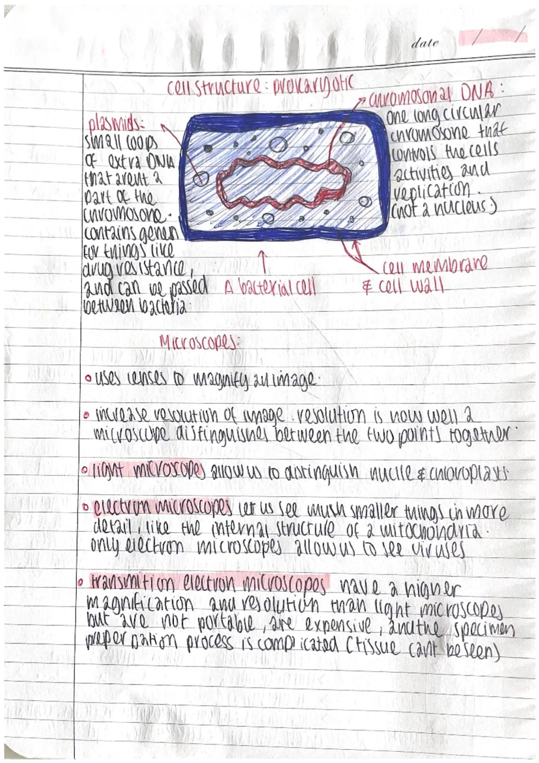 CELLS & MICROSCOPY
Eute Eukaryotes
animal cell:
IKU
Prokaryotes (eg. bacteria) are smaller & simpler cells called.
prokaryotic cells.
| Plan