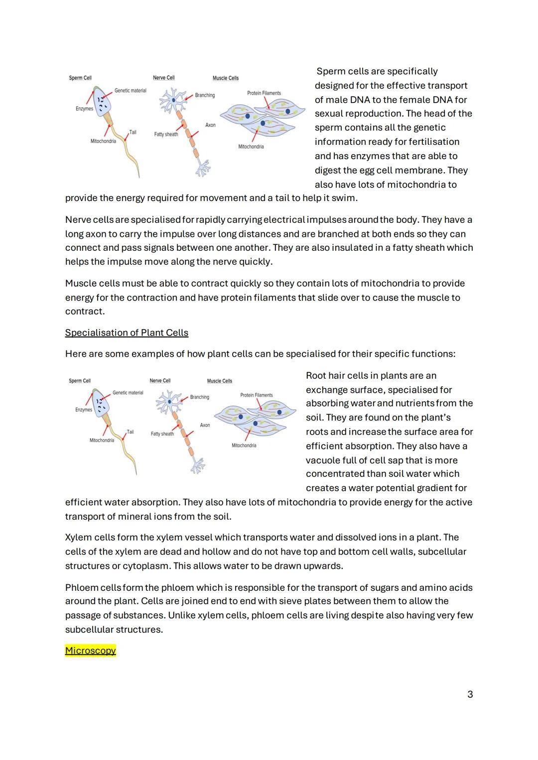 Some of the most common equations you'll need to know for the GCSE biology exam
are:
✔ Magnification (X) - Image size (µm)/ real size (µm)
T
