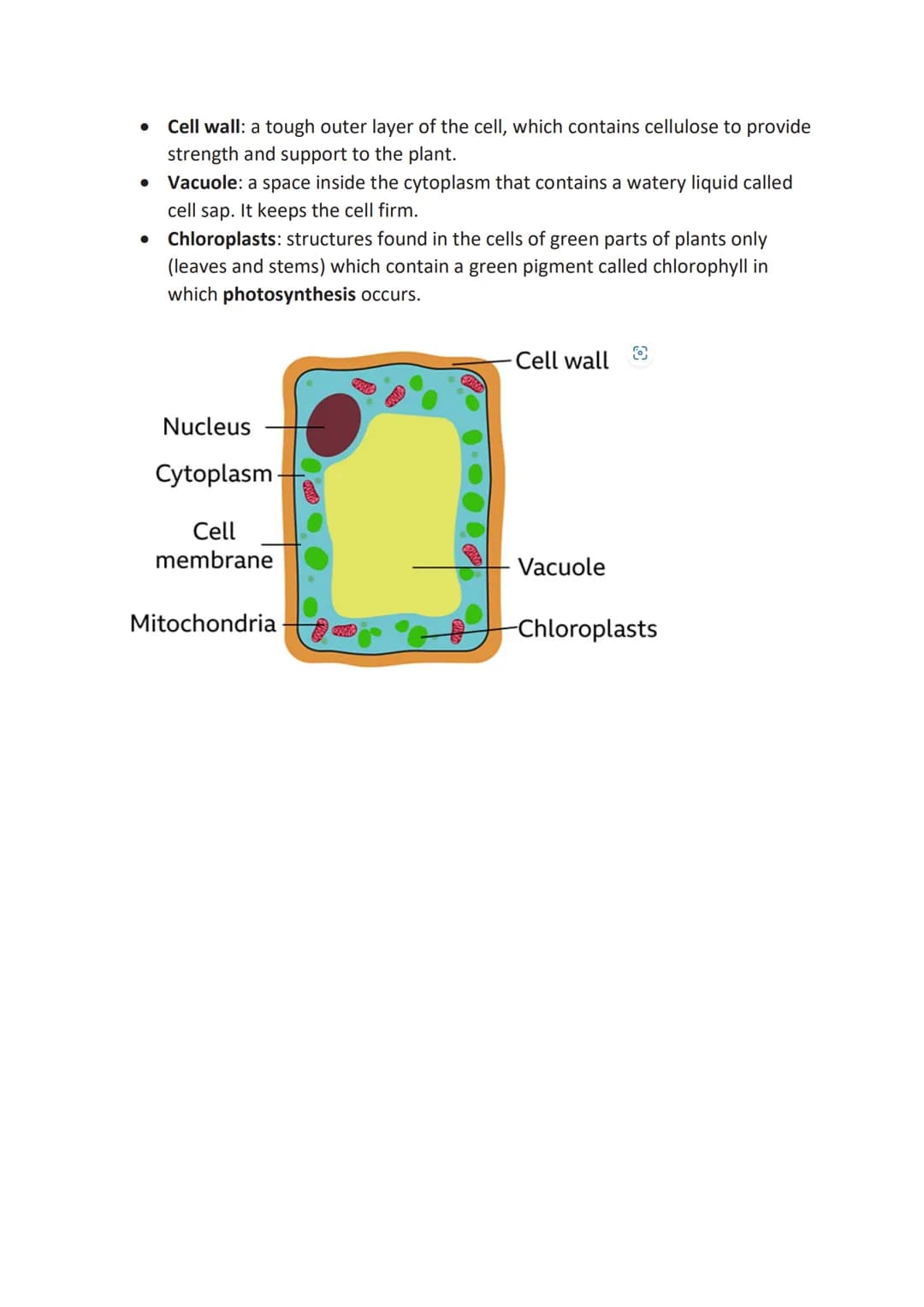 CELLS REVISION YEAR 7
What makes up an animal cell?
Each component in the animal cell has a particular function. Animal cells
often have an 