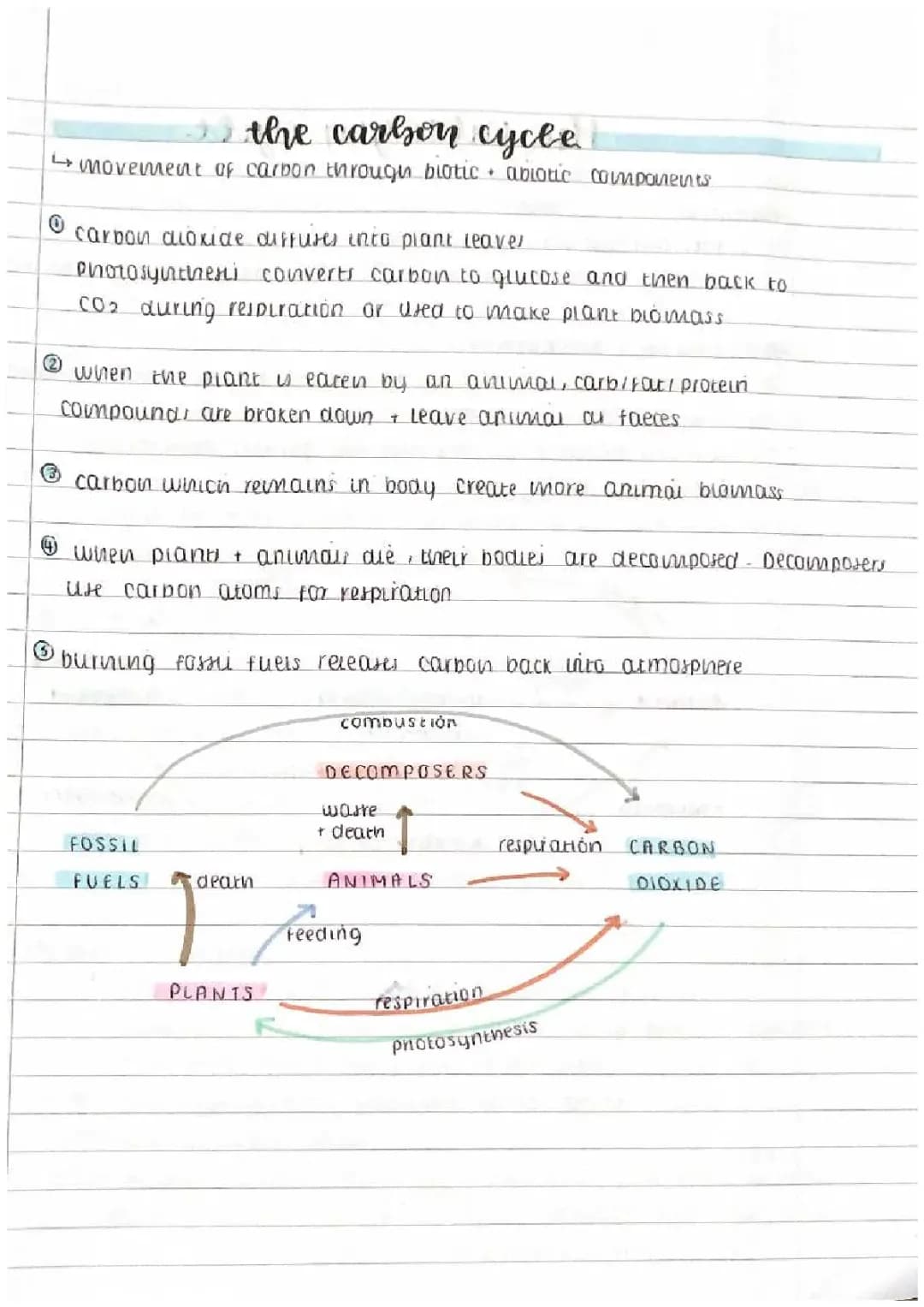 gcse biology carbon & nitrogen cycle 