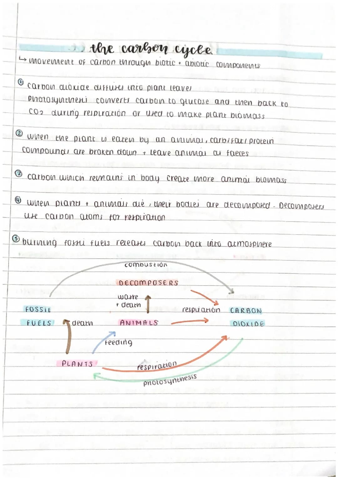 the carbon cycle
↳ movement of carbon through blotic abiotic components
0
2
carbon dioxide diffuses into plant leaves
Photosynthesi converts