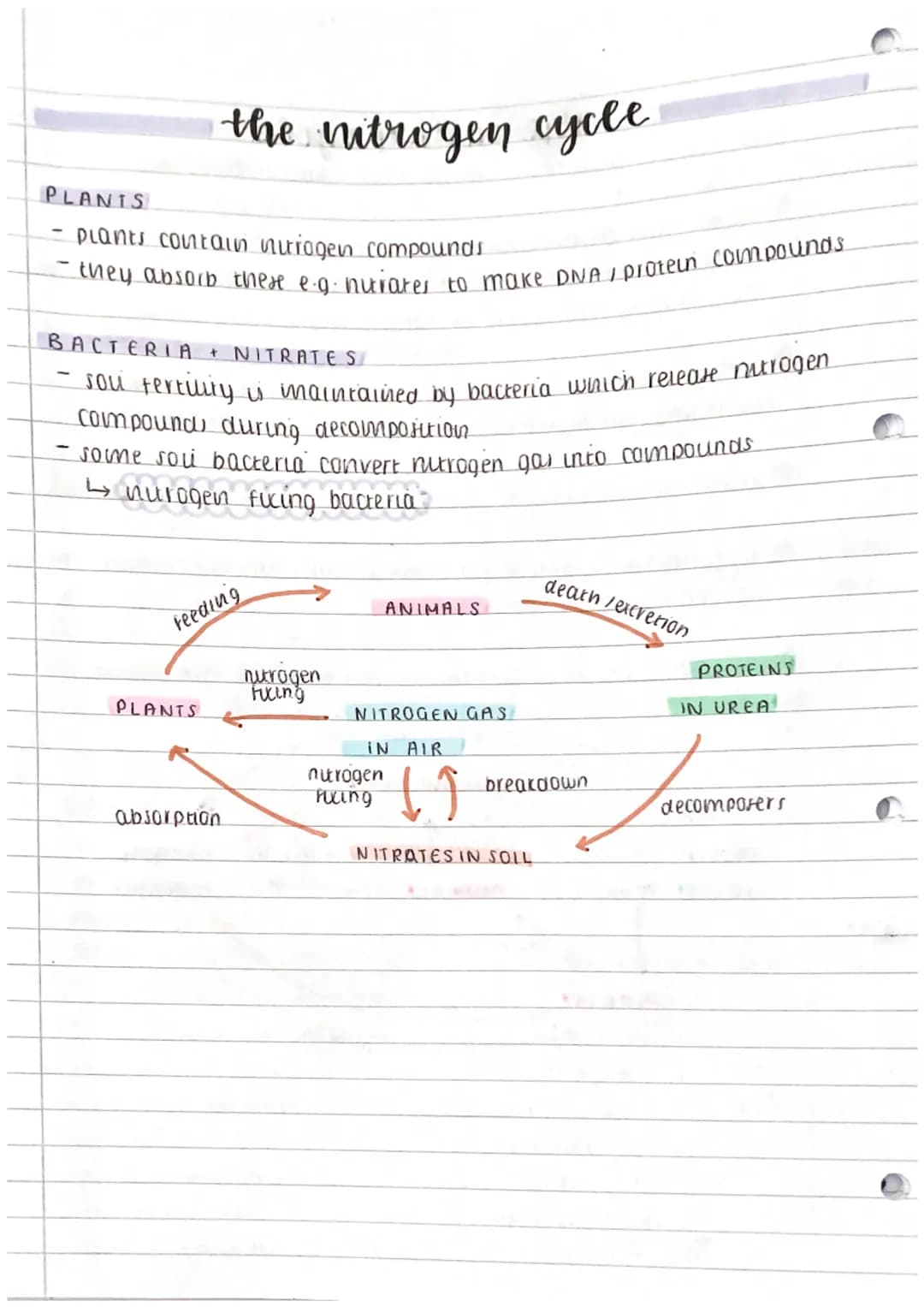 the carbon cycle
↳ movement of carbon through blotic abiotic components
0
2
carbon dioxide diffuses into plant leaves
Photosynthesi converts