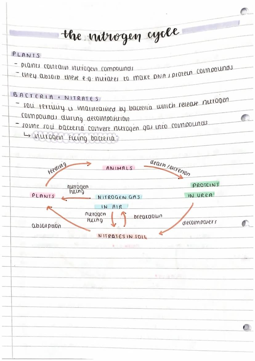 the carbon cycle
↳ movement of carbon through blotic abiotic components
0
2
carbon dioxide diffuses into plant leaves
Photosynthesi converts