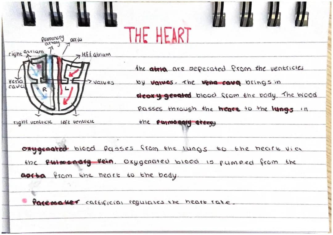 Biology Revision Flashcards