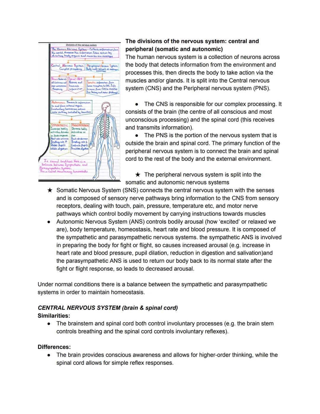 Divisions of the nervous system
The Humna Nervous Systems - Collects information from
the world, Processes this information. Takes action by