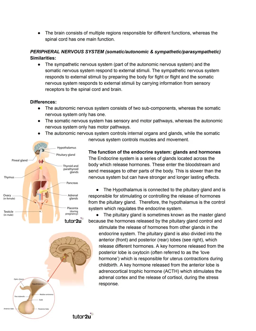 Divisions of the nervous system
The Humna Nervous Systems - Collects information from
the world, Processes this information. Takes action by