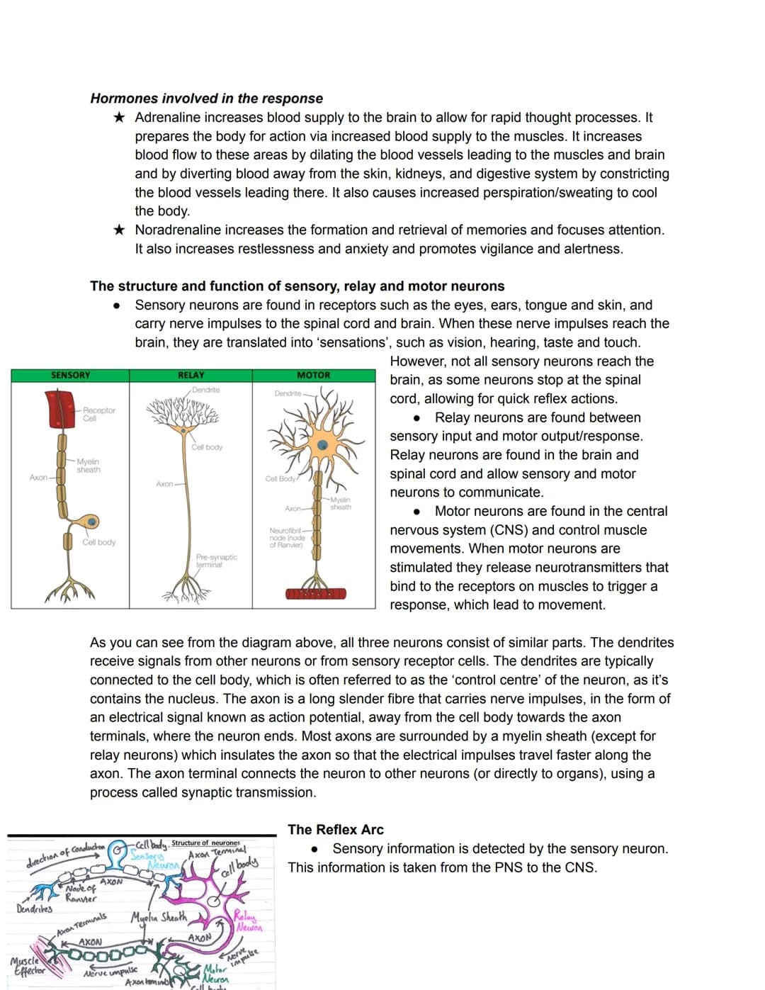 Divisions of the nervous system
The Humna Nervous Systems - Collects information from
the world, Processes this information. Takes action by