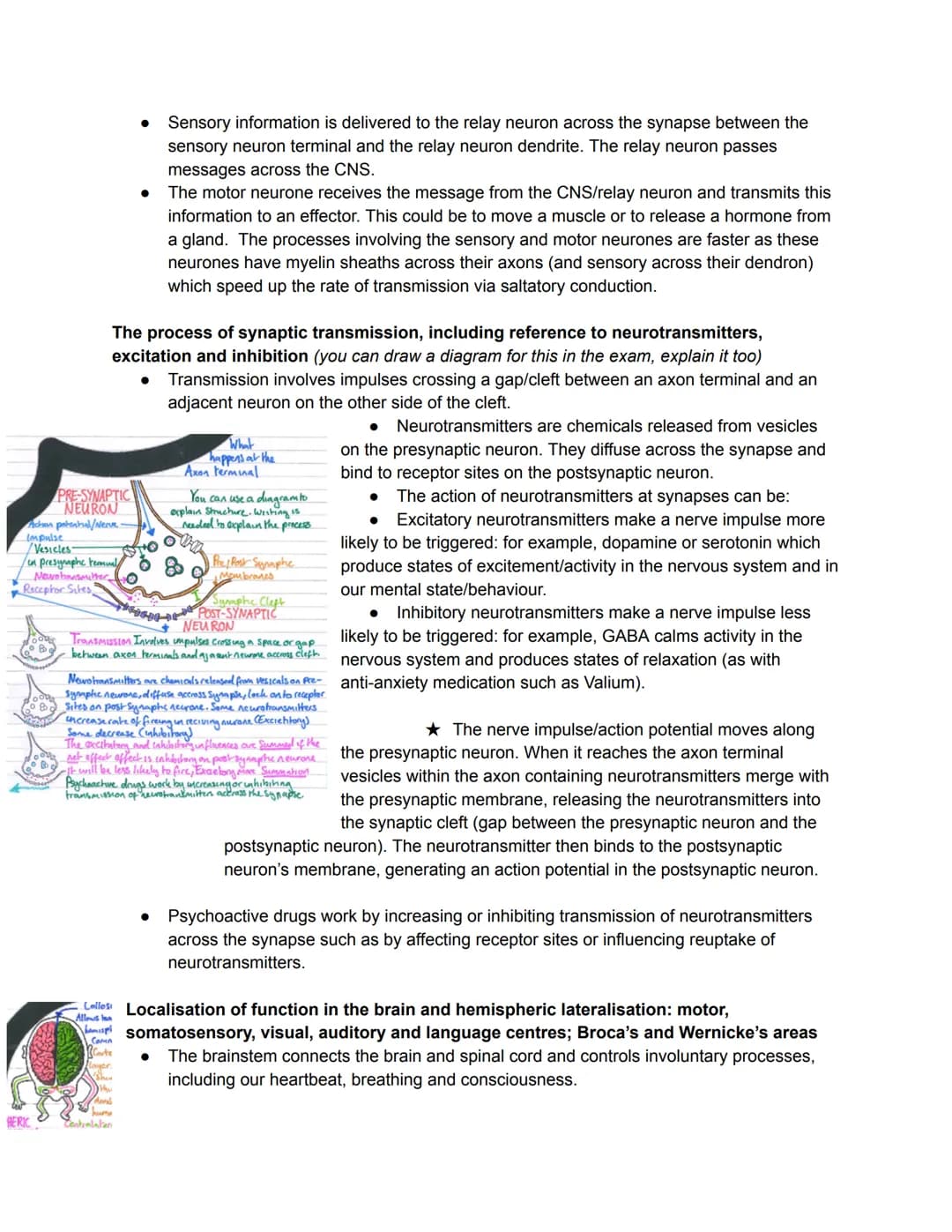 Divisions of the nervous system
The Humna Nervous Systems - Collects information from
the world, Processes this information. Takes action by