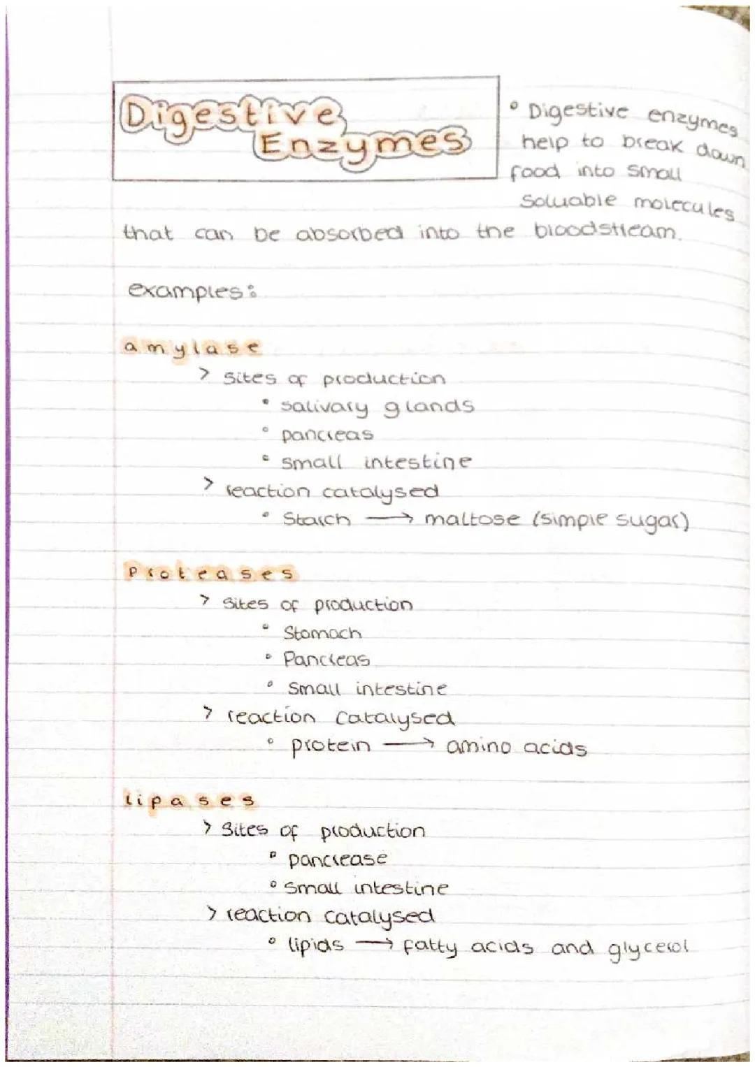 Digestive enzymes 