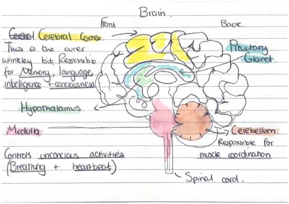 Know The brain thumbnail