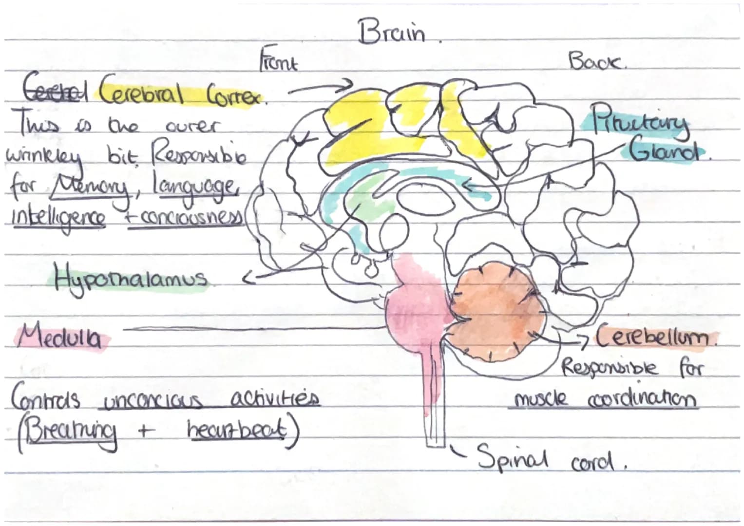 Front
Gereted Cerebral Correx..
ourer
This is the
wrinkley bit Responsibile
for Memory, language,
intelligence & conciousness!
Hypothalamus
