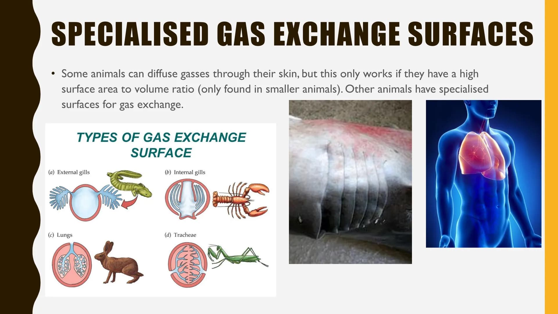 GAS EXCHANGE
SUMMARY DIFFUSION
Diffusion
Particle net movement from;
a region of HIGH concentration to a region of LOW concentration
High Co