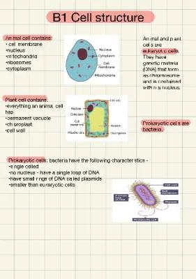 Know B1 cell structure overview  thumbnail