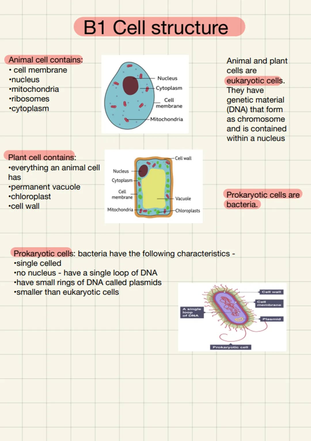 Animal cell contains:
• cell membrane
•nucleus
•mitochondria
•ribosomes
*cytoplasm
B1 Cell structure
Plant cell contains:
everything an anim