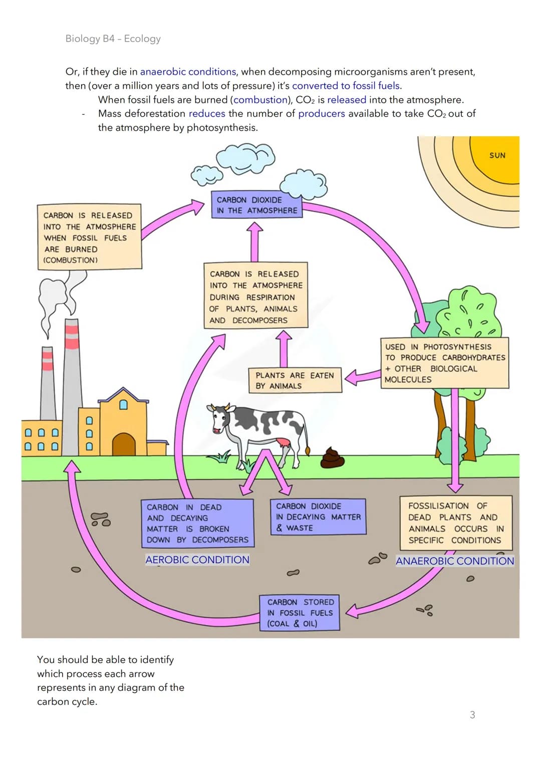 Biology B4 - Ecology
4.1.1 The cycling of materials
Microorganisms in Material Cycling
Material cycling
Material Cycling - breakdown and re-