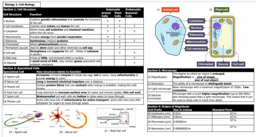 Biology 1: Cell Biology
Section 1: Cell Structure
Cell Structure
1 Nucleus
2 Cell membrane
3 Cytoplasm
4 Mitochondria
5 Ribosome
6 Chloropla