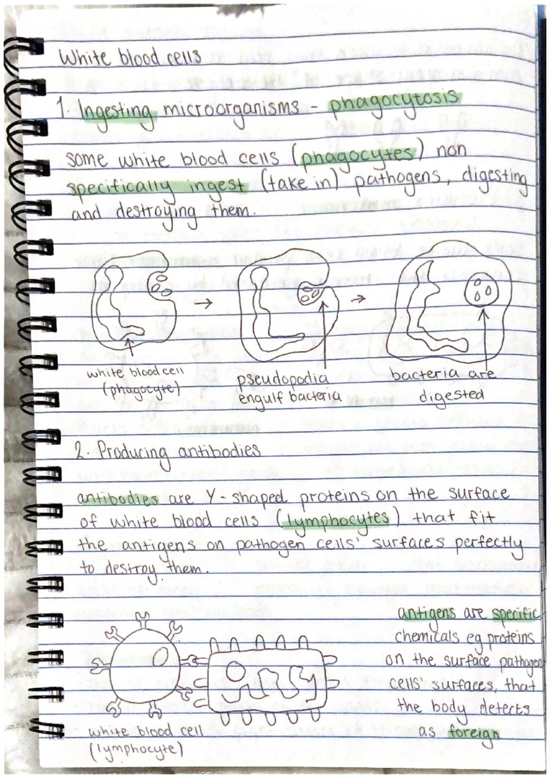 Chemical and physical barriers
Physical
mucus, ciliated cells, skin, hair, scabs
barriers - stop pathogens getting into body!
Chemical barri