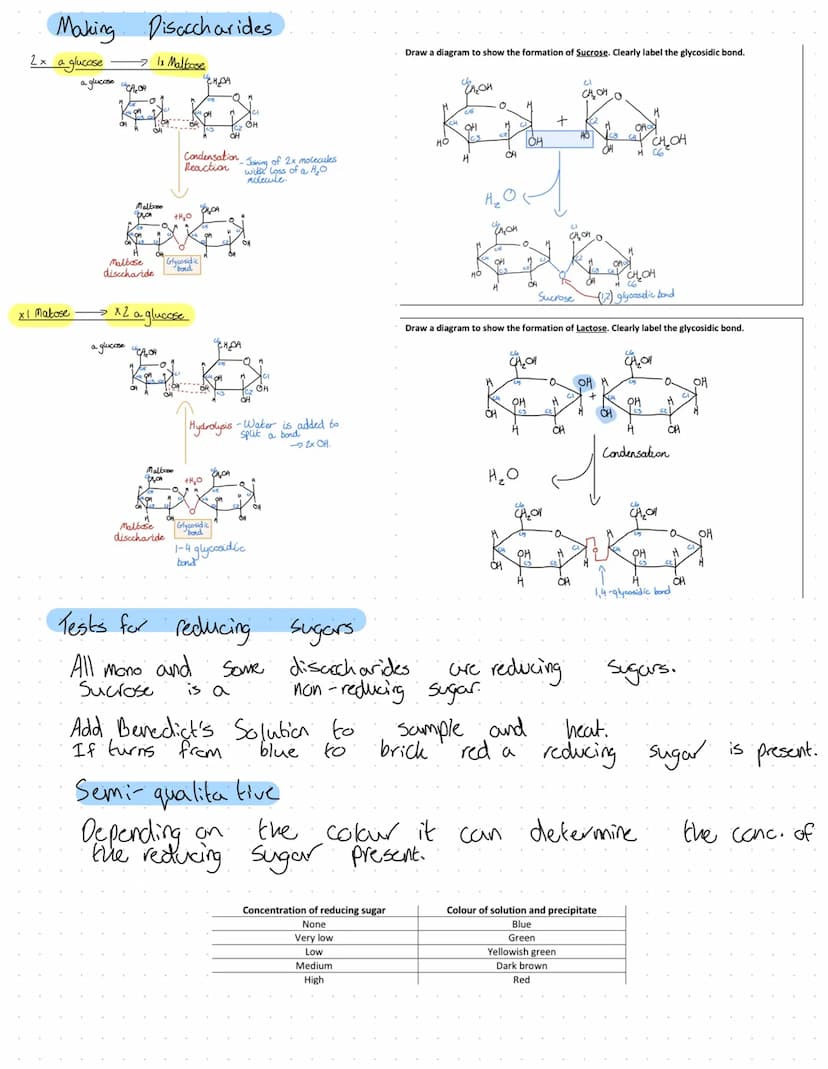 Revision
Fons
2+
Mg²+
Plants
A component in chlorophyll, deficiency turns plant yellow. Chlorosis.
Plant grow the slows due
Animals
·Strengt