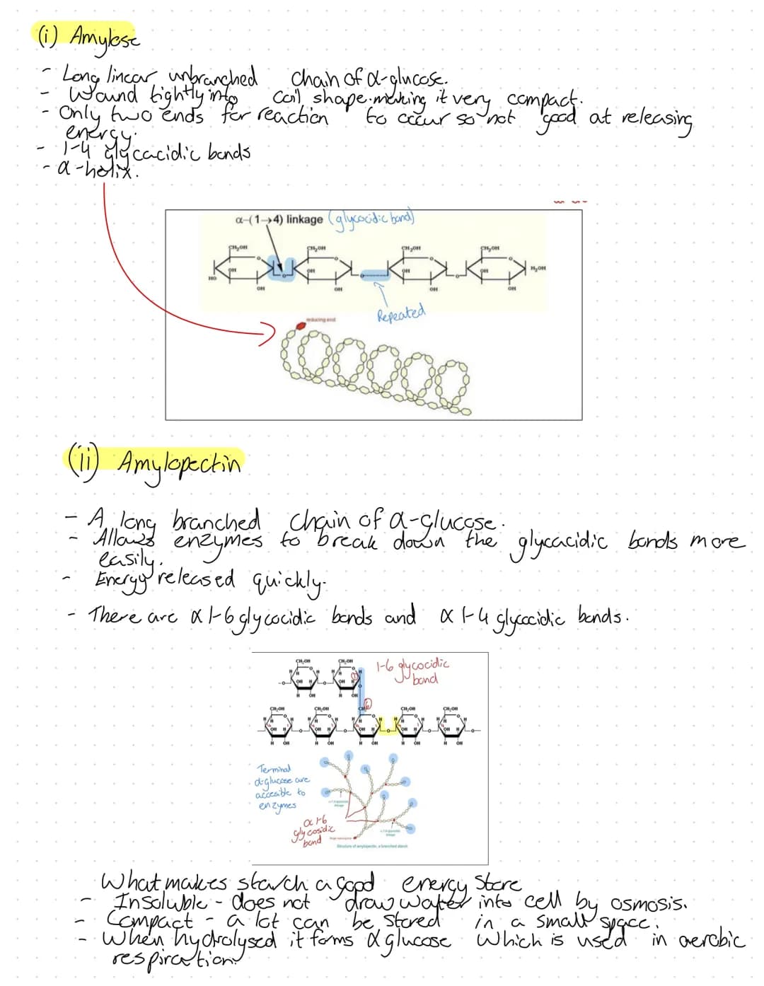 Revision
Fons
2+
Mg²+
Plants
A component in chlorophyll, deficiency turns plant yellow. Chlorosis.
Plant grow the slows due
Animals
·Strengt